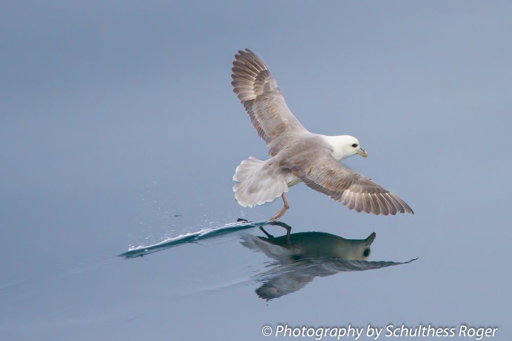 Möwe im Westfjord Iceland's