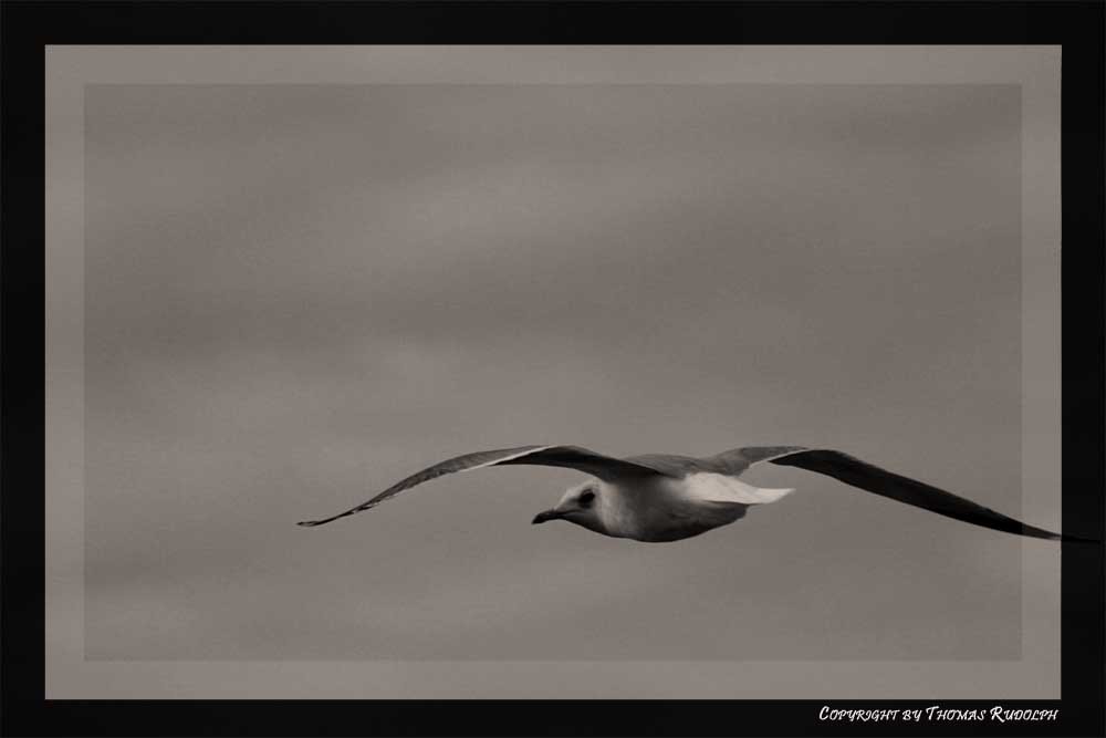 Möwe im Wind