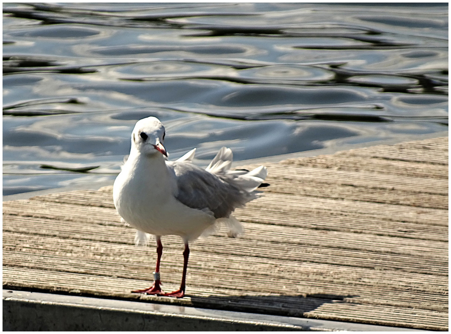 Möwe im Wind