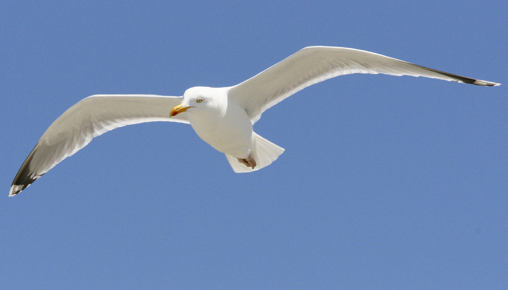 Möwe im Wind