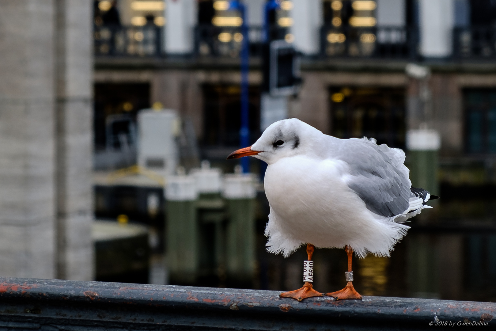 Möwe im Wind