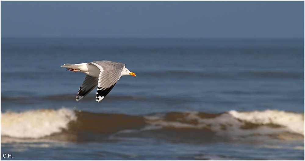 Möwe im Wind