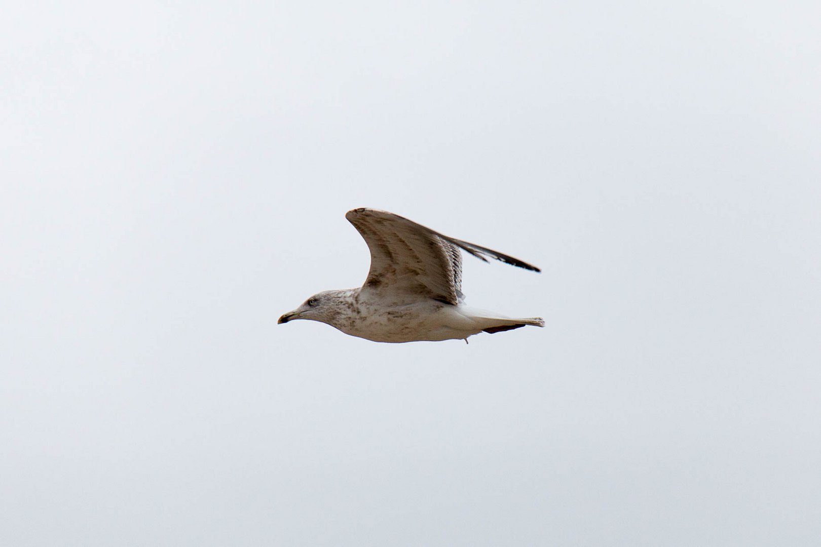 Möwe im Wind