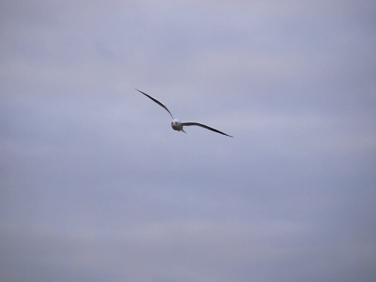 Möwe im Wind