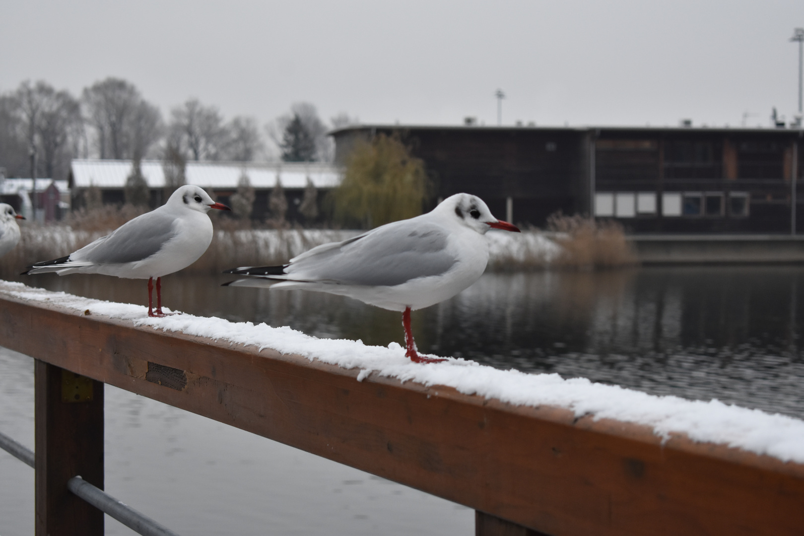 Möwe im Winter