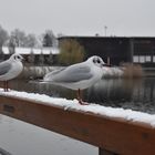 Möwe im Winter