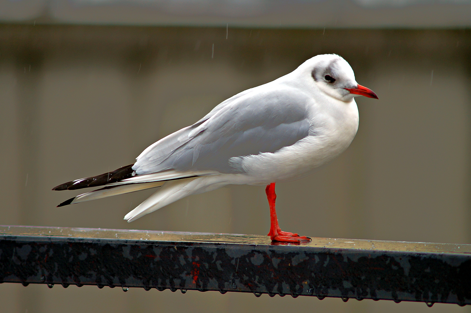 Möwe im Winter