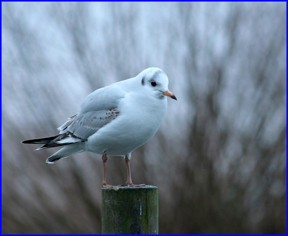 Möwe im Winter