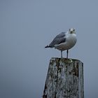 Möwe im Winter