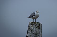 Möwe im Winter