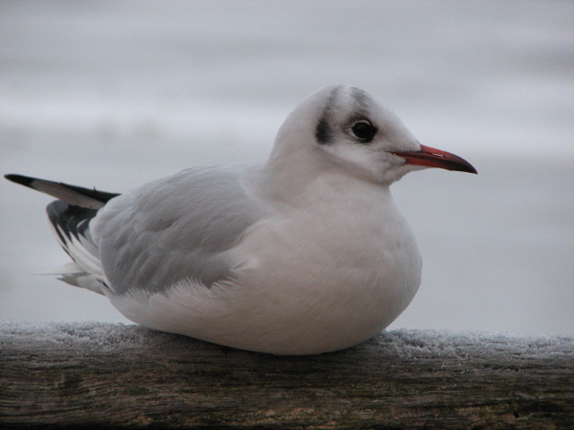 Möwe im Winter