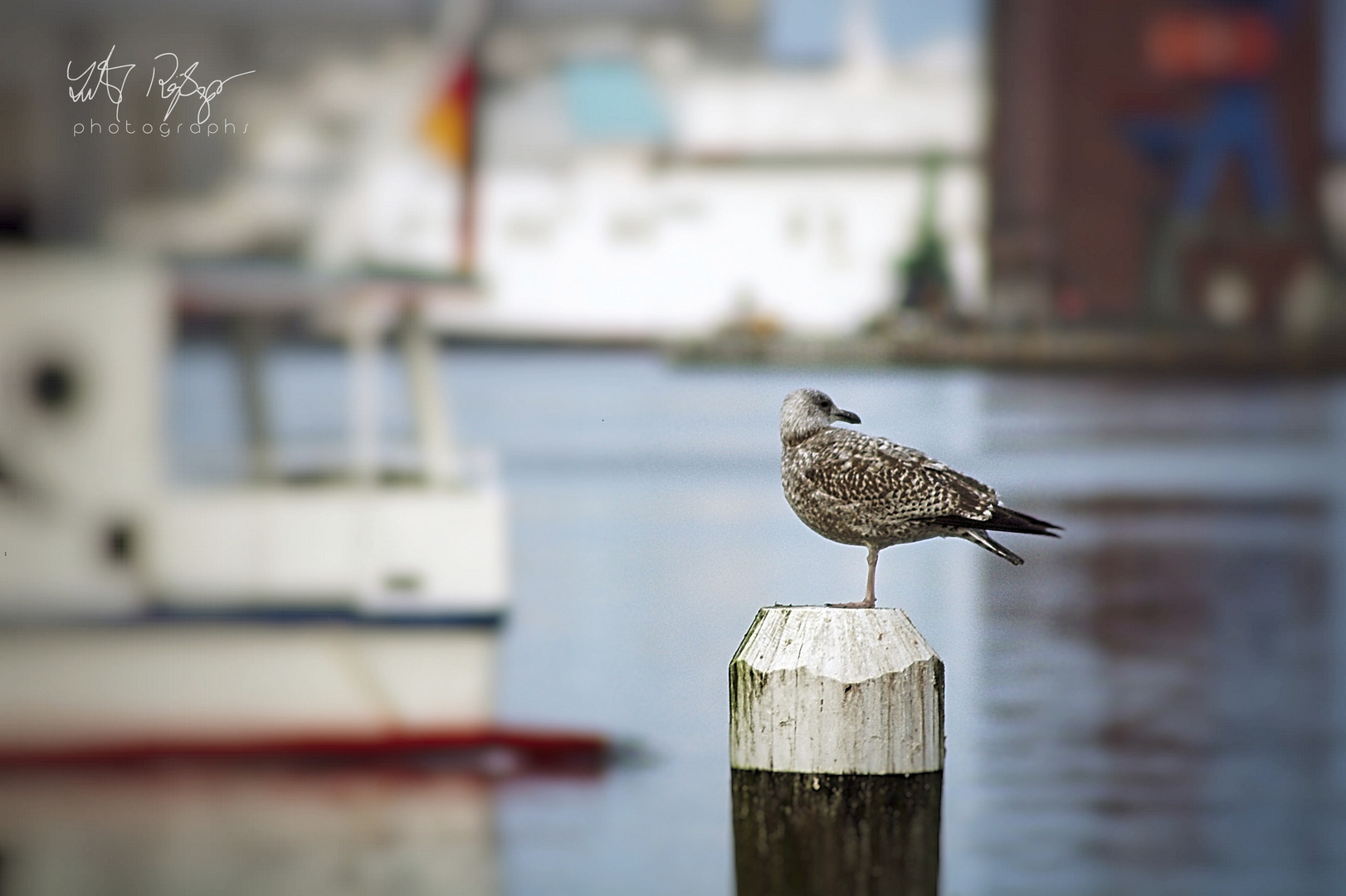 Möwe im Winter