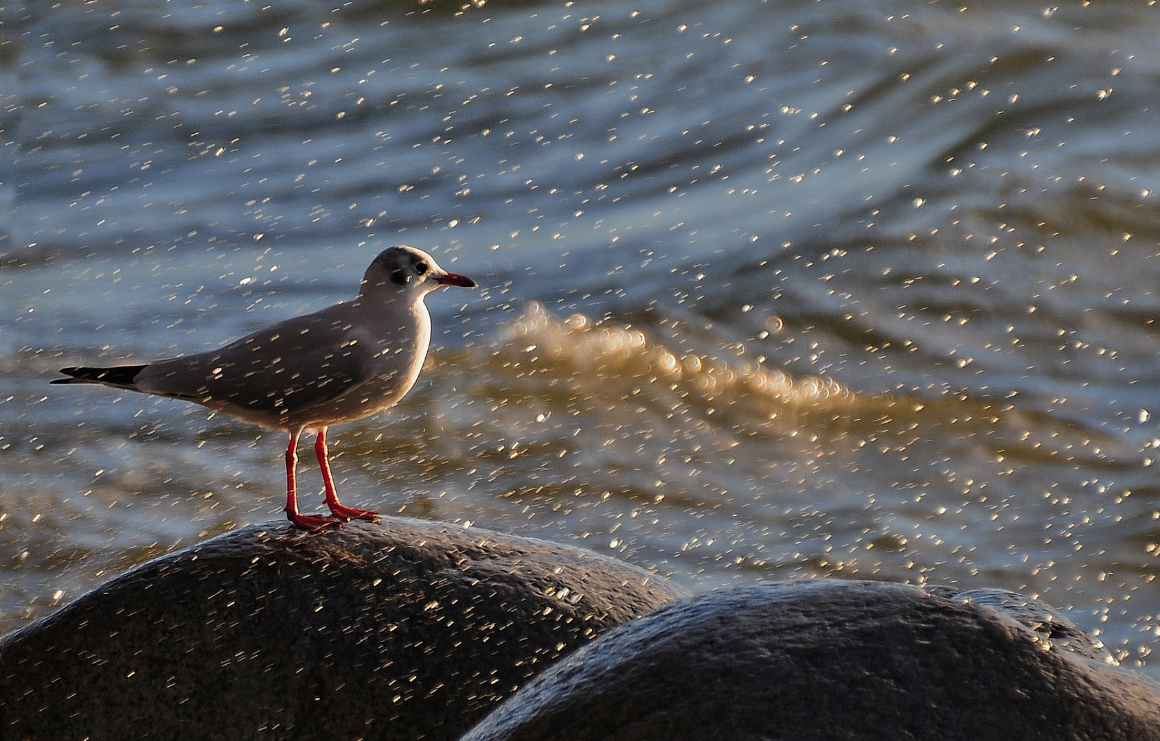 Möwe im Winterlicht