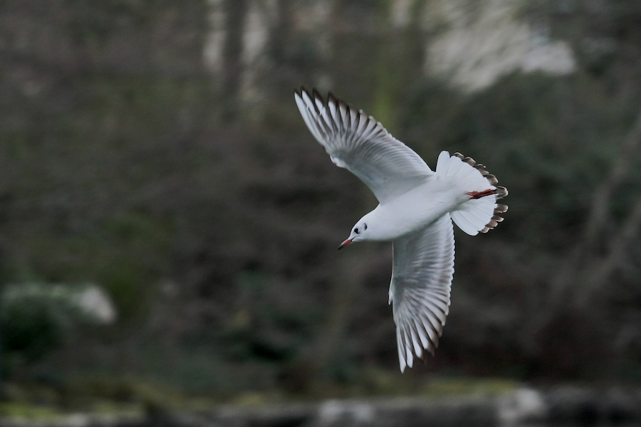 Möwe im Zoo Ffm