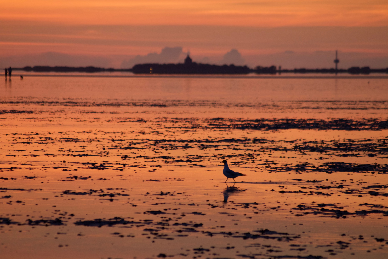 Möwe in Abendstimmung