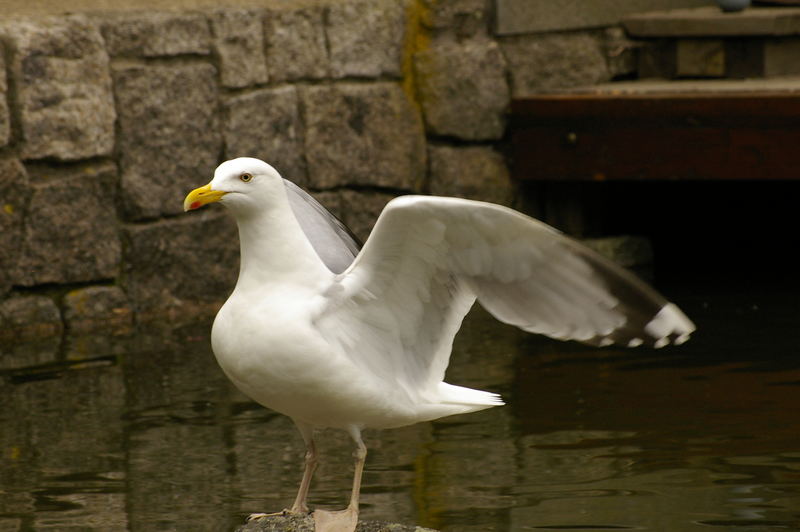 Möwe in Aktion