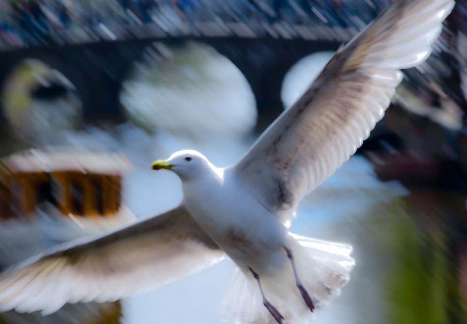 Möwe in Amsterdam