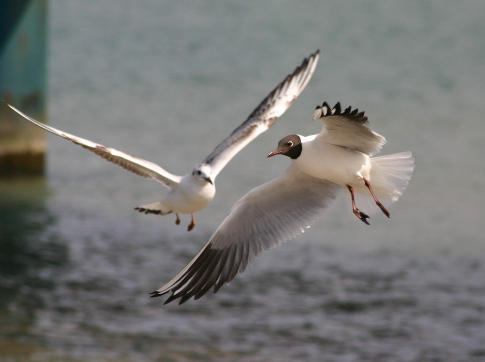 Möwe in an Flug