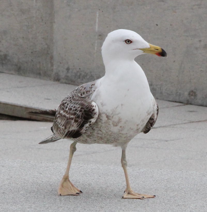 Möwe in Andratx