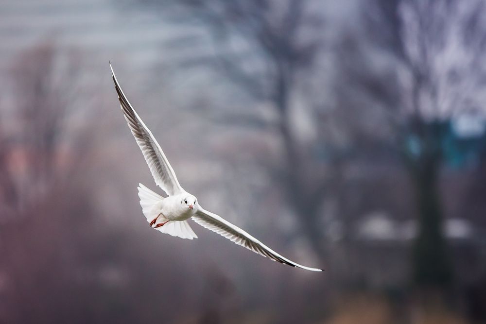 Möwe in Anflug