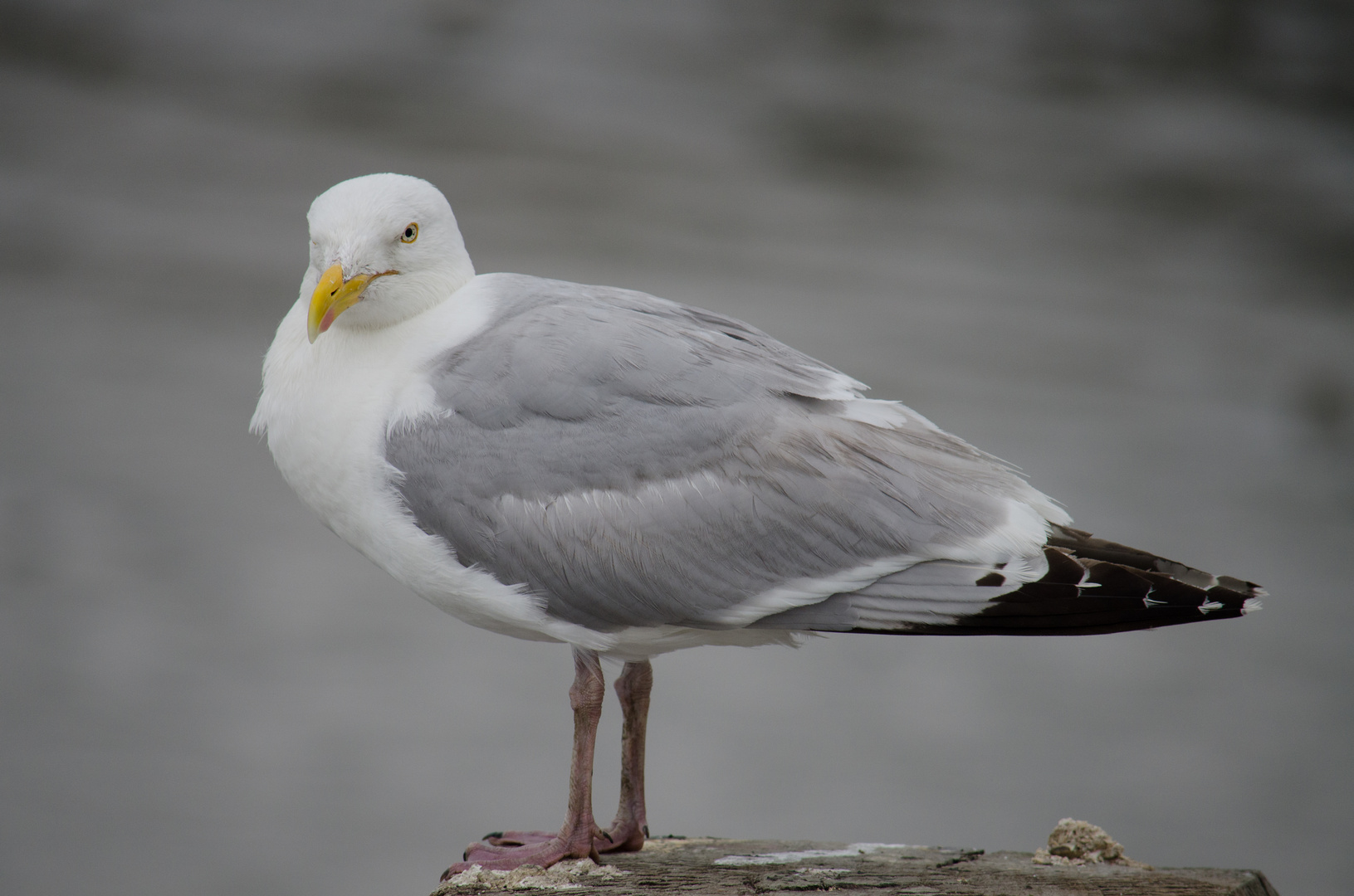 Möwe in Bensersiel