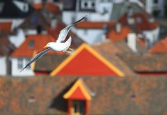 Möwe in Bergen