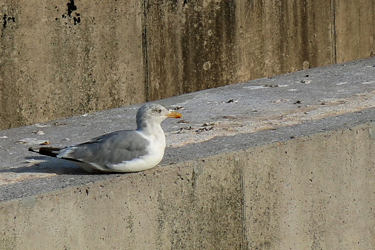 Möwe in Beton