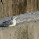 Möwe in Beton