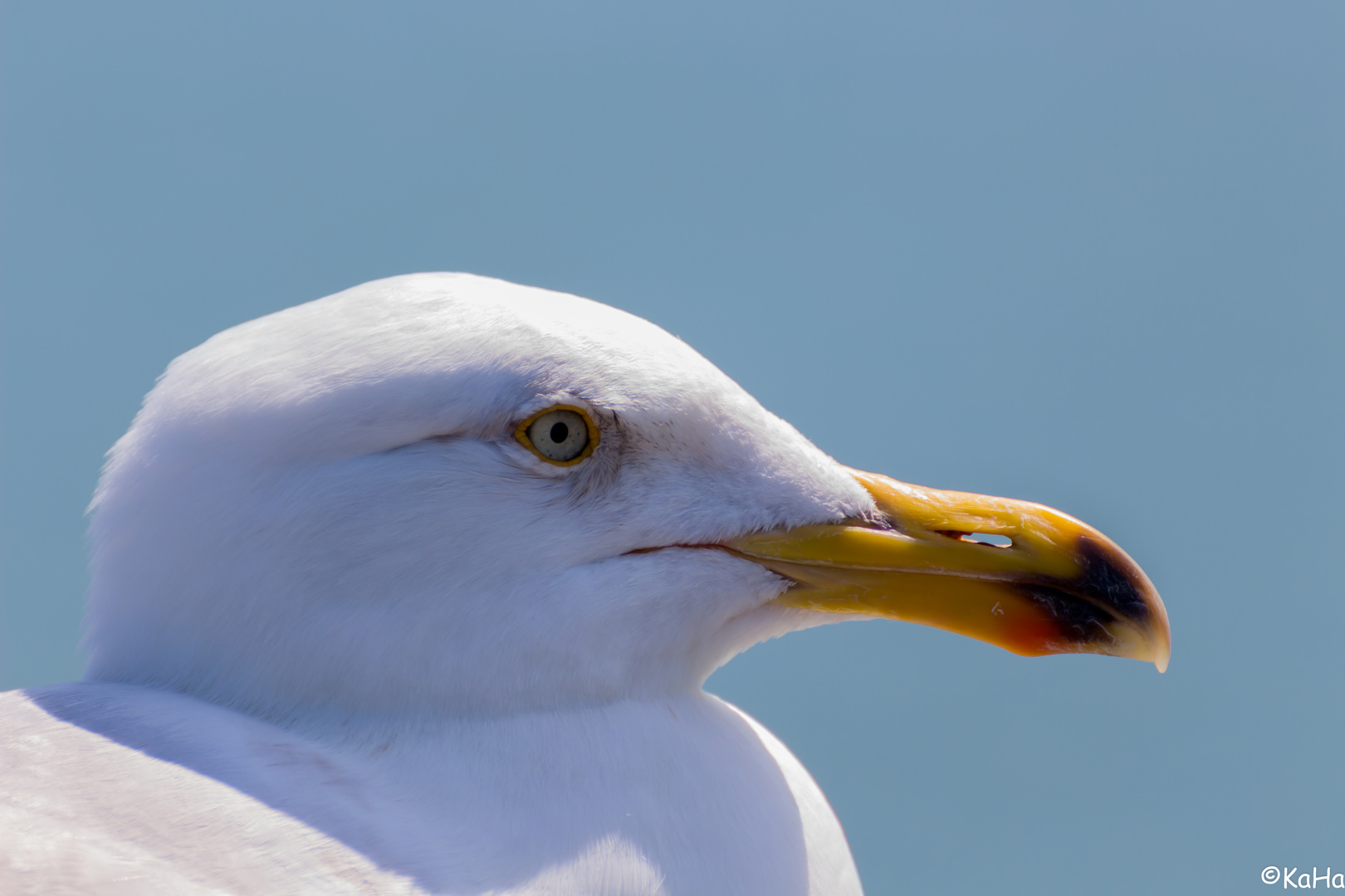 Möwe in Binz