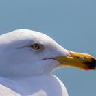 Möwe in Binz