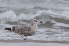 Möwe in Binz