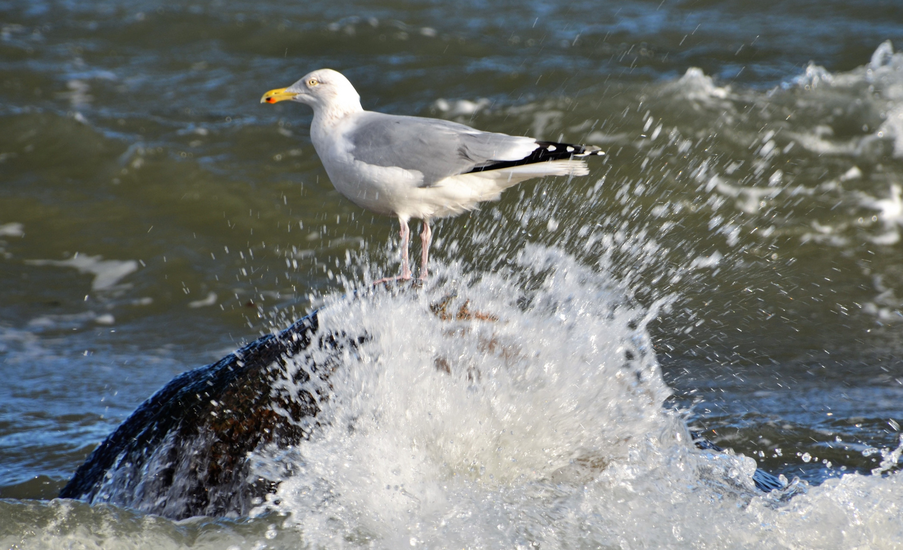 Möwe in Brandung