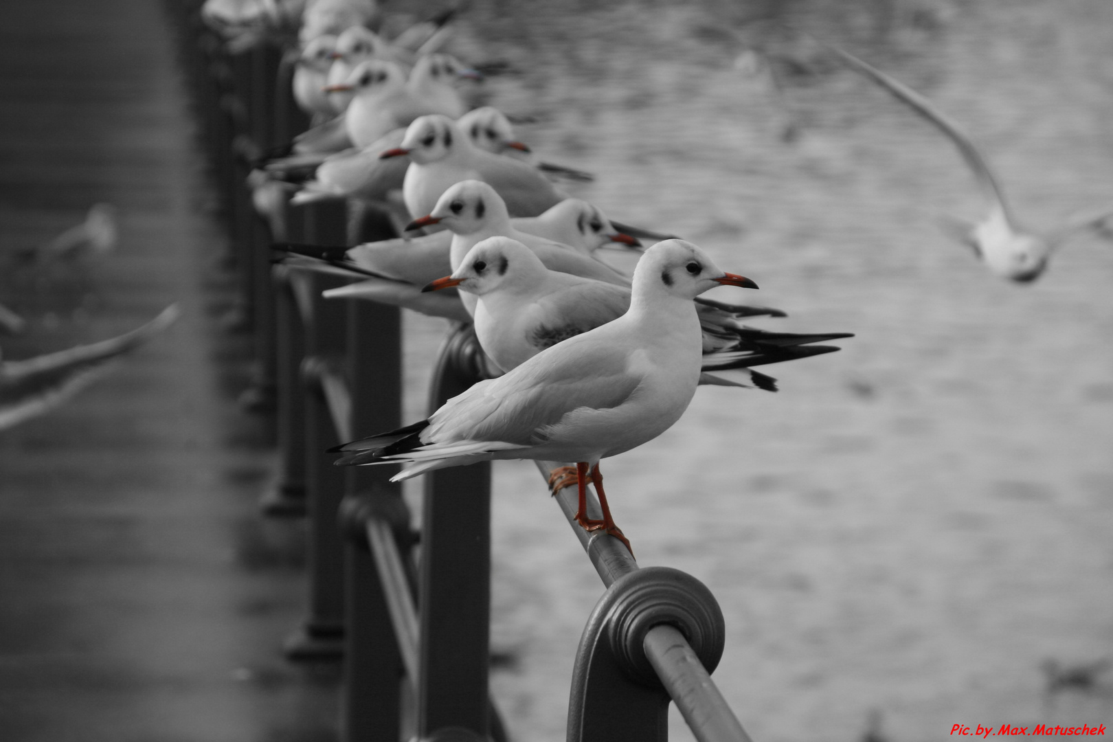 Möwe in Bregenz