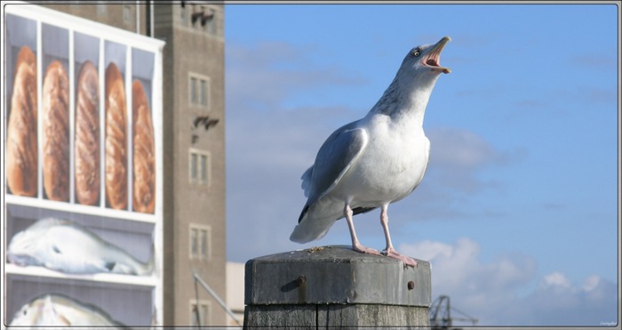 Möwe in Breskens