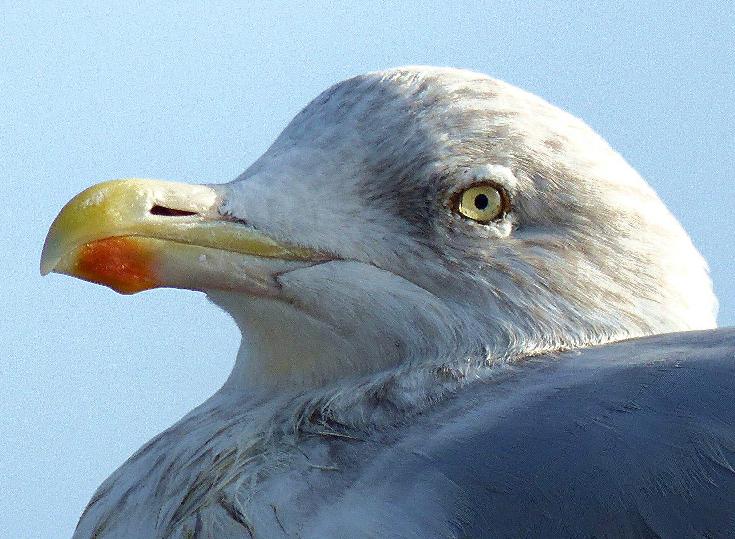 Möwe in Büsum