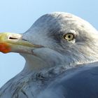 Möwe in Büsum