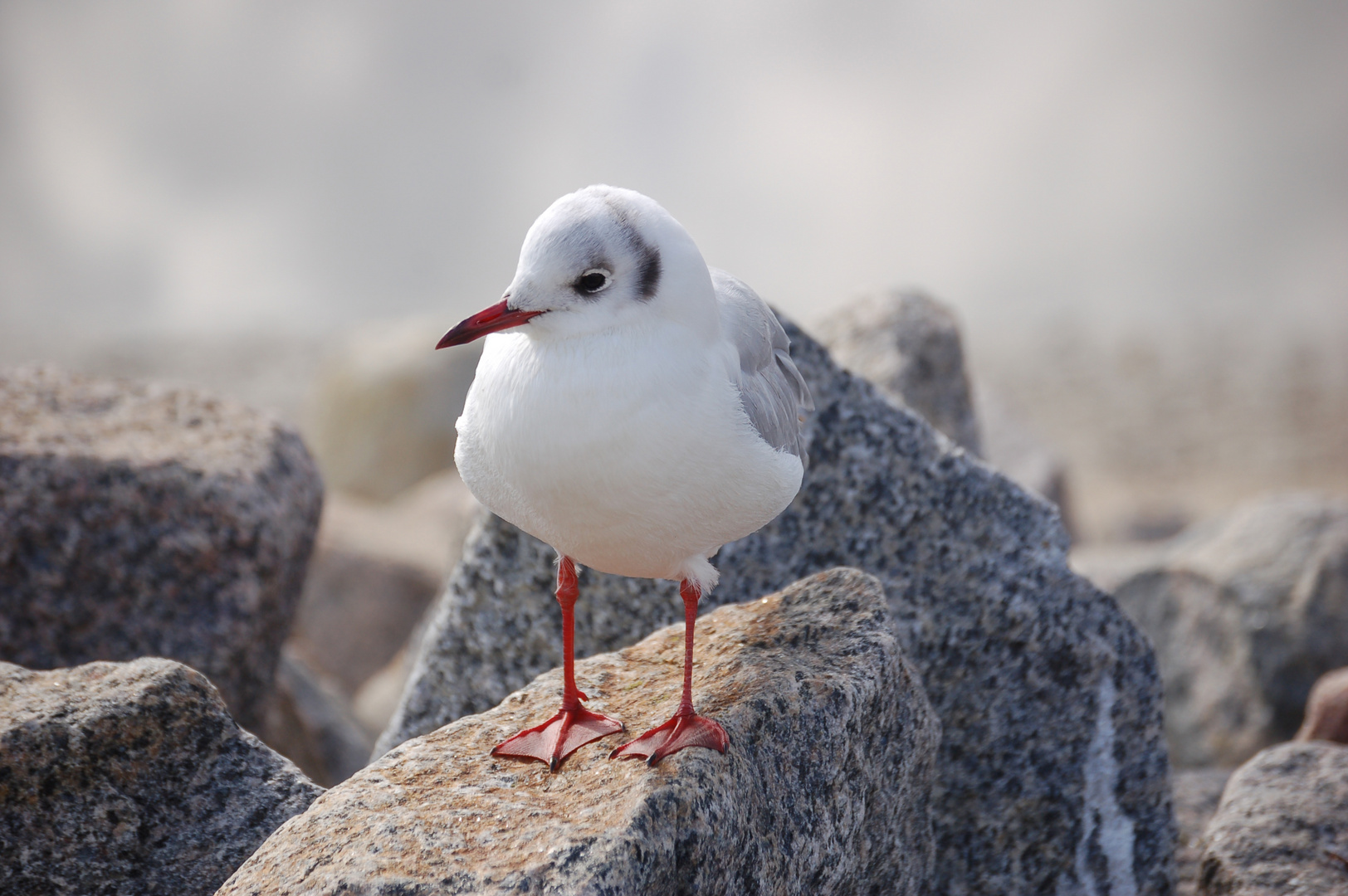 Möwe in Büsum