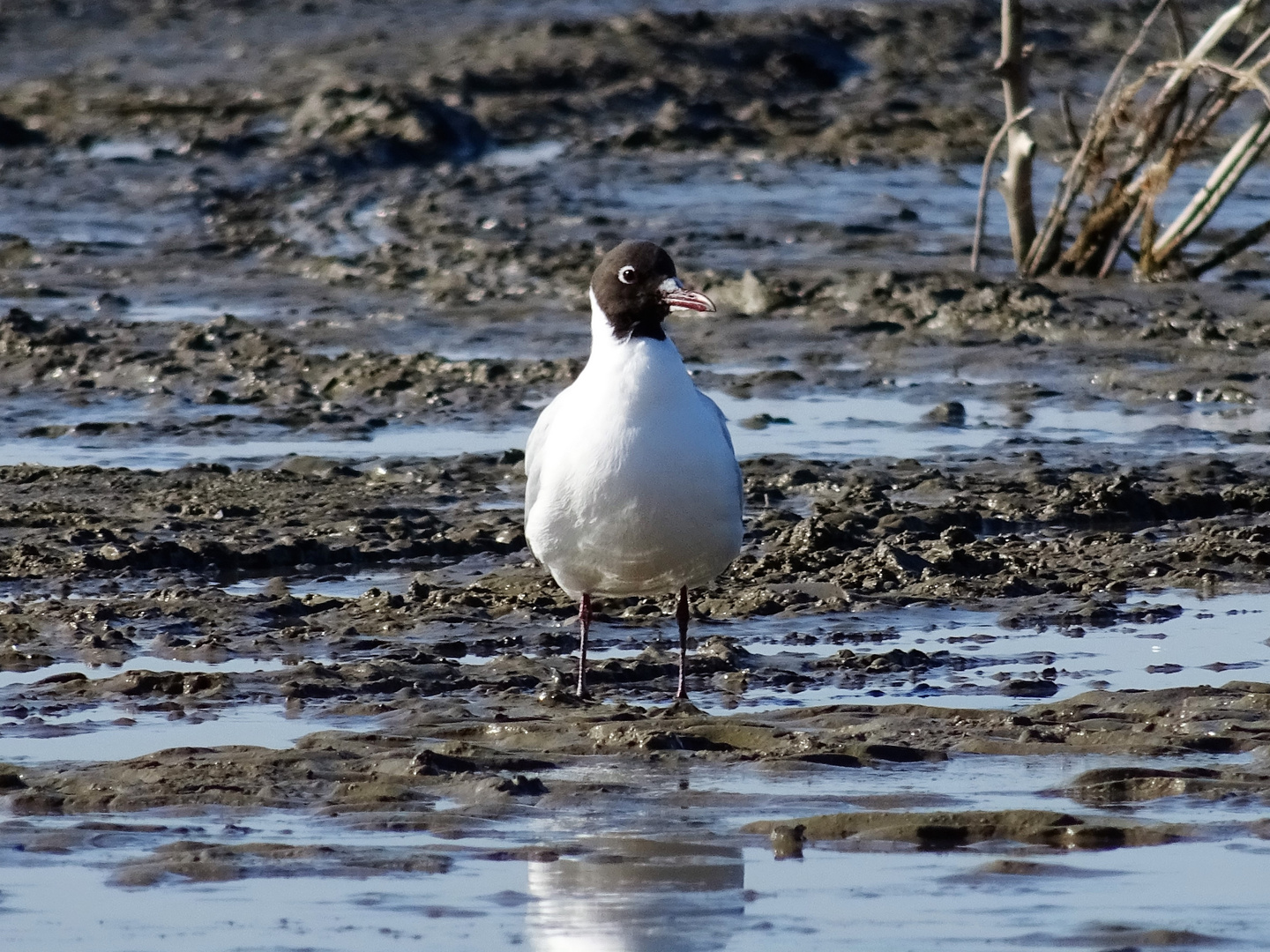 Möwe in Cuxhafen