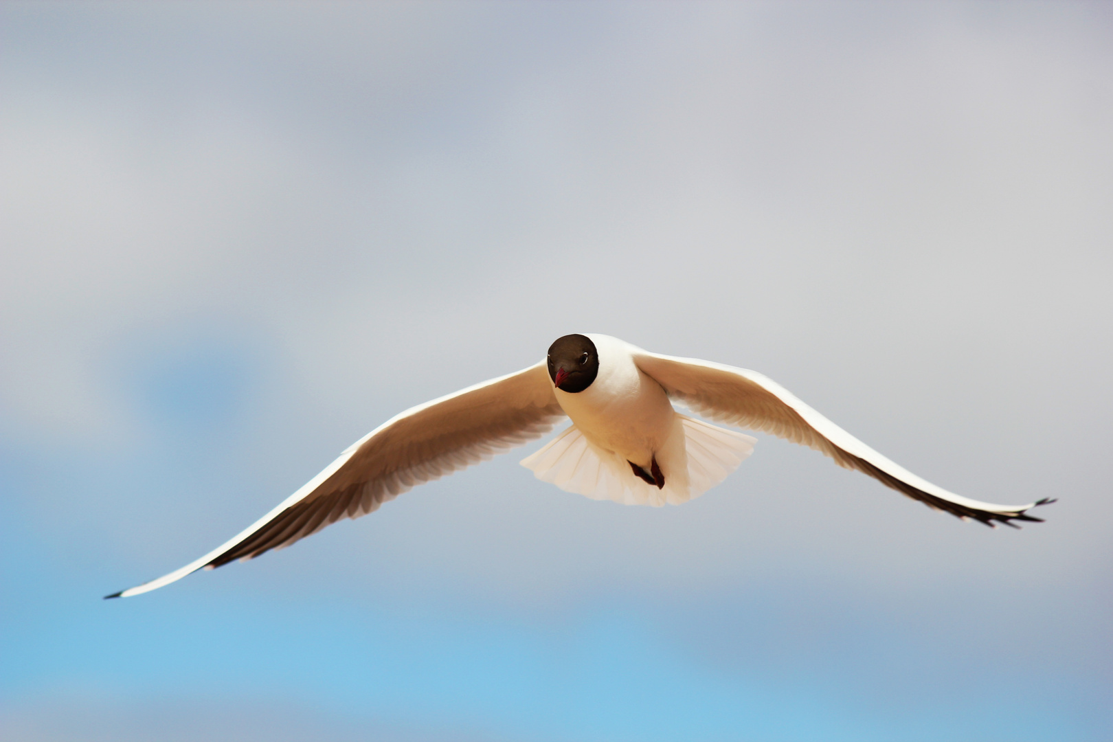 Möwe in Cuxhaven