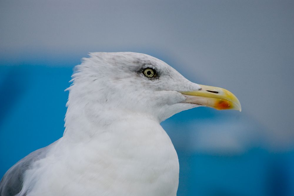 Möwe in Cuxhaven