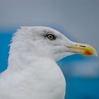 Möwe in Cuxhaven