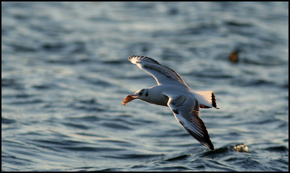 Möwe in der Abenddämmerung