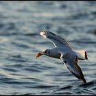 Möwe in der Abenddämmerung