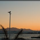 möwe in der abenddämmerung von cannes