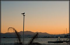 möwe in der abenddämmerung von cannes