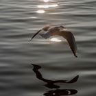 Möwe in der Abendsonne