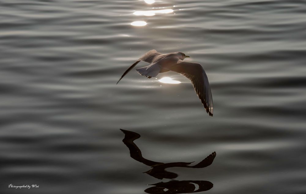 Möwe in der Abendsonne