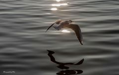 Möwe in der Abendsonne