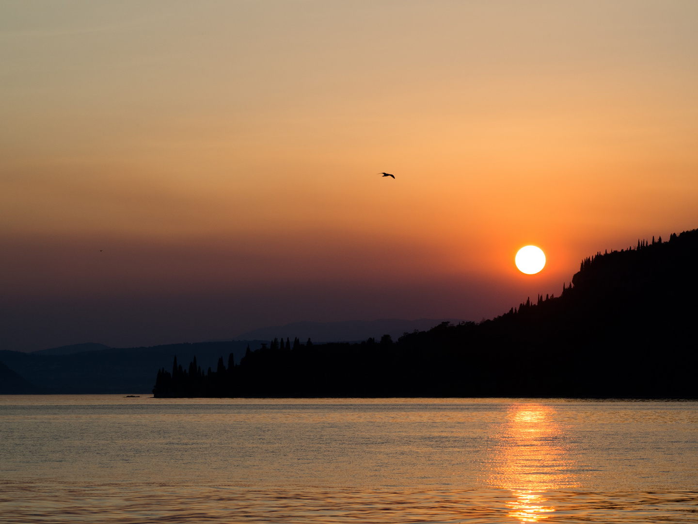 Möwe in der Abendsonne