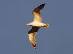 Möwe in der Abendsonne